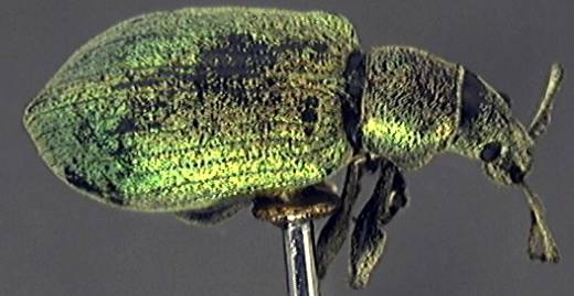 Phyllobius maculicornis